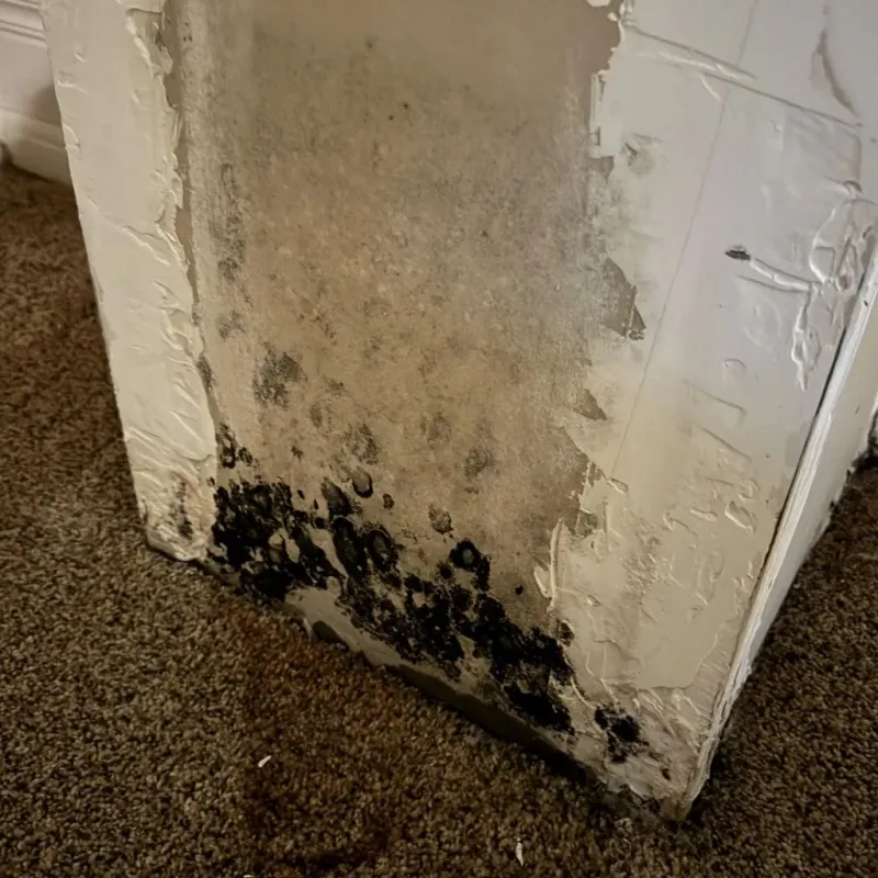 Professional Mold Removal in Liberty, SC